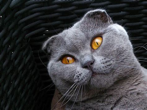 Top 10 Most Beautiful Cat Breeds In The World The Mysterious World