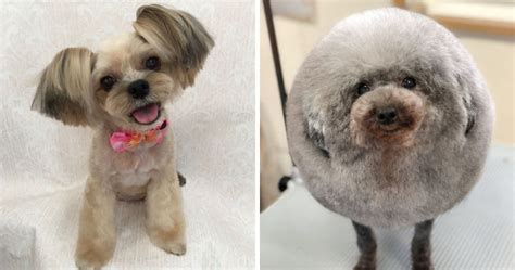 62 Dogs That Had The Makeovers Of Their Lives Done By