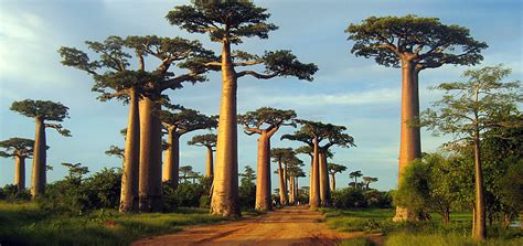 Madagascar Allée Des Baobabs Evaneos