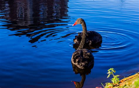 Free Images Waterfowl Lake Feathers Black Swans Couple Waters