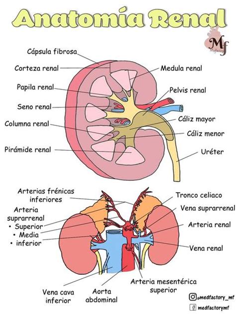 Anatomia Renal Medfactory Udocz