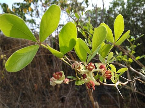 Limonia Acidissima Eflora Of India