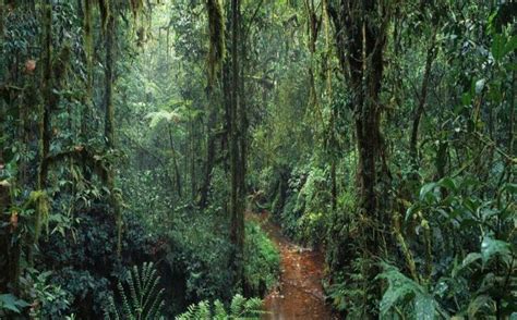 The Congo Rainforest African Jungle Rainforest Landscape Pictures