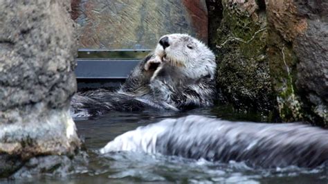 Cute Otters Bathing Hd Youtube