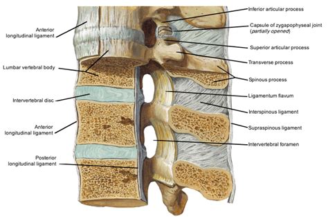 Ligaments And Anatomy Of The Cervical Vertebrae Trial