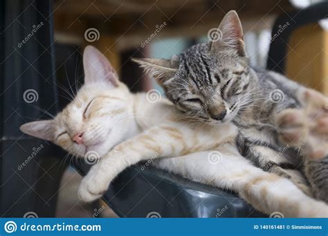 Cute Cats Sleeping Together Stock Image Image Of Happy Relax 140161481