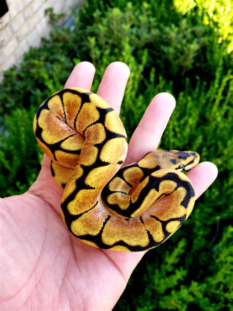 Orange Dream Yellow Belly Spider Ball Python By Attic Exotics Morphmarket
