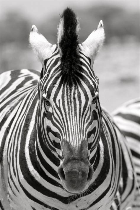 Zebra Portrait Zebra Zebras Animal Photo
