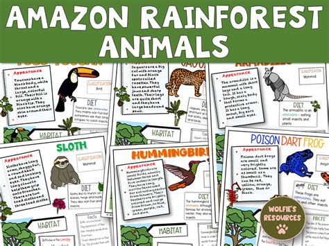 Amazon Rainforest Layers And Animals Bundle Teaching Resources