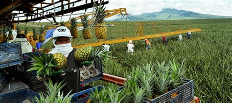 Dti To Us Accept Phl Pineapples Businessmirror