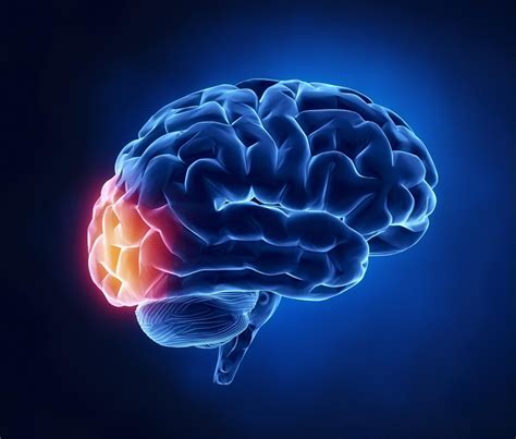 Function Of The Occipital Lobe