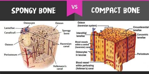 Compact bone spongy bone and other bone components human anatomy. Compact Bones vs. Spongy Bones: What is The Difference? | Diffzi