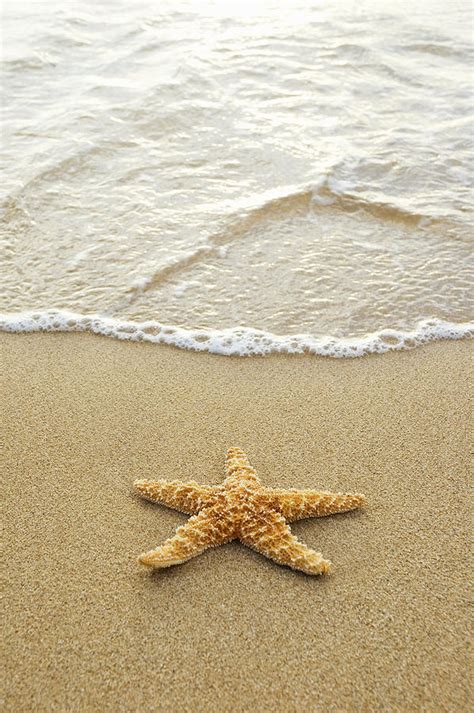 Two Starfish On Beach