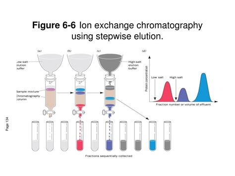 PPT Lecture 7 Protein Purification PowerPoint Presentation Free
