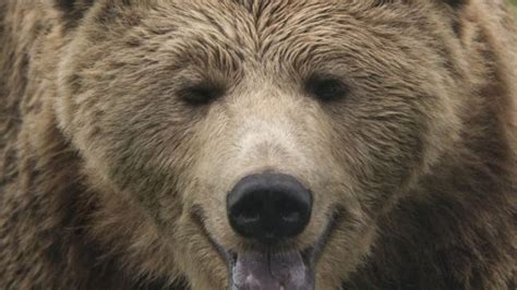 Brown Bear Attacks Deaths Spark Fear In Romania Bbc News