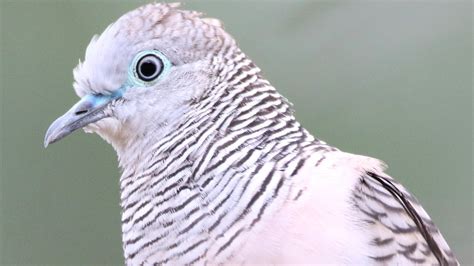 Who Do You Love Up Close With Peaceful Doves Youtube