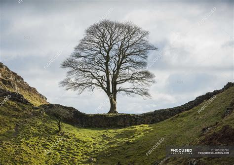 Famous Sycamore Tree Situated On Hadrians Wall Commonly Known As
