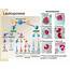 PPT  Leukocytes Formation Function And Pathology Clinical