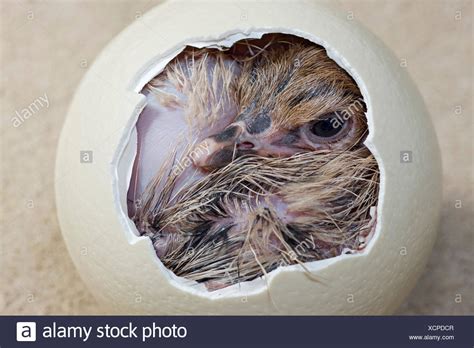Chick Hatching Egg High Resolution Stock Photography And Images Alamy