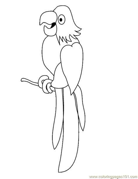 Parrot Bw Coloring Page
