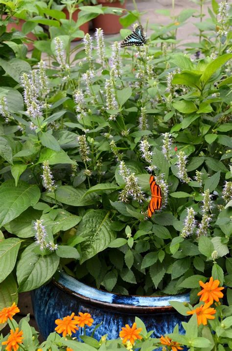 Can I Grow A Butterfly Bush In A Container Learn About
