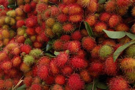 Nama delima berasal dari bahasa perancis yang berarti apel unggulan. Enam Manfaat Rambutan Bagi Kesehatan | Republika Online