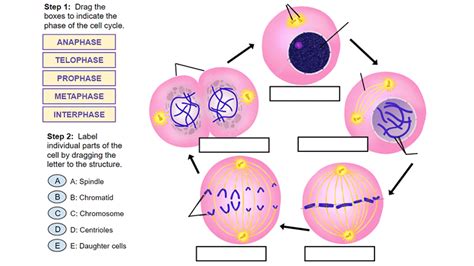 Envío gratis con amazon prime. Cell Cycle And Mitosis Worksheet Answer Key / Cells Alive ...