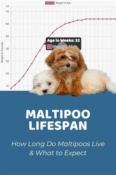 Maltipoo Size Guide Chart And Calculator How Big Do Maltipoos Get