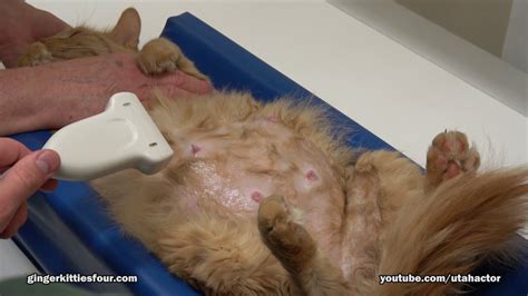 They experience a lot of pain and may vomit or go into hiding. Pregnant Cat Mucus Plug