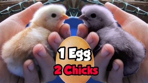 Twins Hatching The Daily Egg 238 Youtube