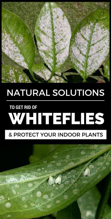 How To Get Rid Of Whiteflies White Flies Plants Plant Pests