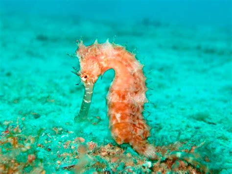 Uno de los temores más extendidos entre los hombres es no ser capaz de mantenerse en la posición de firmes a la hora de la verdad. ¿De qué se alimentan los caballitos de mar? ⚡️ » Respuestas.tips