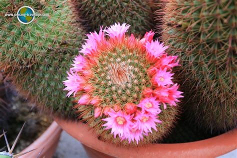 As you arrive at cameron highlands cactus valley and cactus point, delight yourself by exploring different species of cacti for display and for sale. Cactus Point, Cameron Highlands