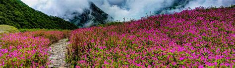 Valley Of Flowers Trek 2024 Uttarakhand