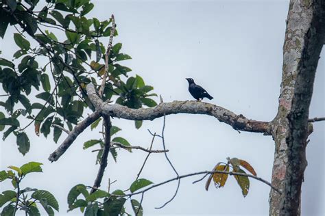 Gracula Ptilogenys Sri Lanka Hill Myna Sturnidae Sin Flickr