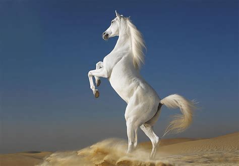 Animal Horse Hd Wallpaper