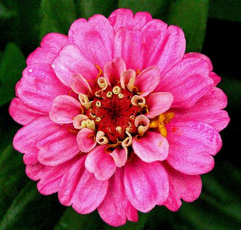 Zinnia Blooming Three Days After Taking The Bud Shot In C Flickr