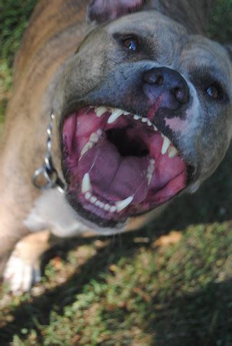 This causes a fat puppy, which is very hard on joints. Ace+Springpole+Still REALLY fat. - Pitbulls : Go Pitbull Dog Forums