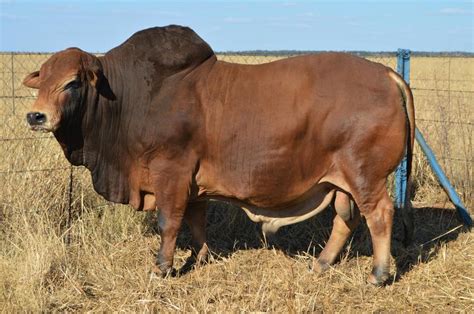 Boran Cattle South Africa
