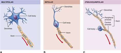 A bipolar neuron or bipolar cell, is a type of neuron which has two extensions bipolar neuron (one axon and one dendrite). Nervous System Cells | Basicmedical Key