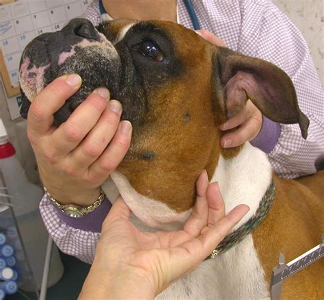 Tumors in the lymph nodes, for example, may appear as swelling with no other symptoms. Canine Lymphoma: What are the most common symptoms of ...