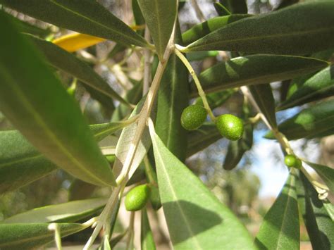 Nov 05, 2019 · olive tree leaves make a wonderfully flavored tea and have many health benefits too. My Edible Fruit Trees: Olive Trees VIC