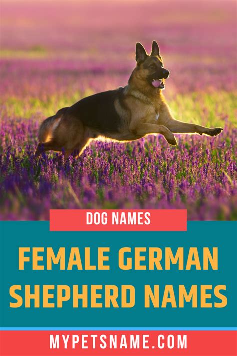 Unique Girl German Shepherd Names Capebda