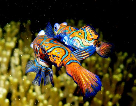 Mandarin Fish Wallpapers Mandarin Pictures Animal Photo