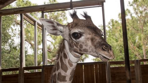 Its A Boy Brevard Zoo Welcomes Baby Giraffe