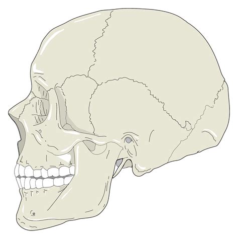Skeleton Side View Png Skeleton Bone Lying On His Side Of The Human