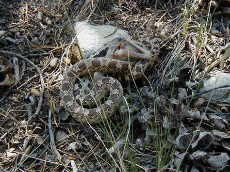 Snake Food Great Basin National Park Us National Park Service