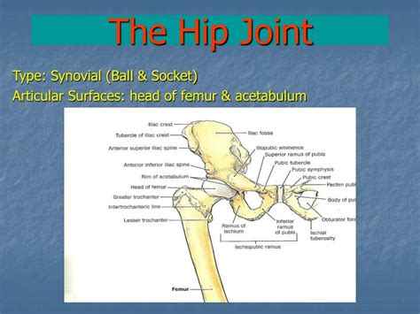 Ppt The Hip Joint Powerpoint Presentation Free Download Id4754393