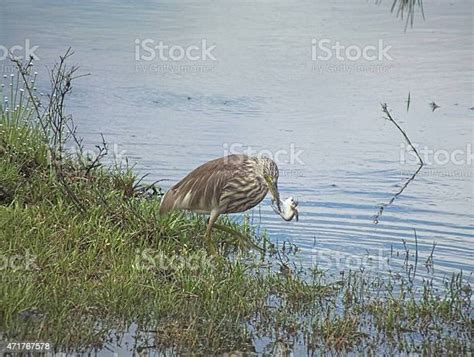 Indian Pond Heron Eating Frog Photo Series Stock Photo Download Image