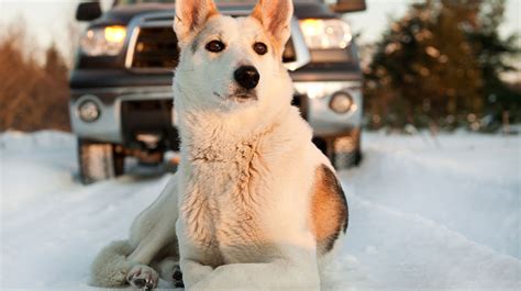 Successful treatment requires diagnosis & the prognosis is always guarded. Antifreeze Danger to Pets | Pet Health Insurance & Tips